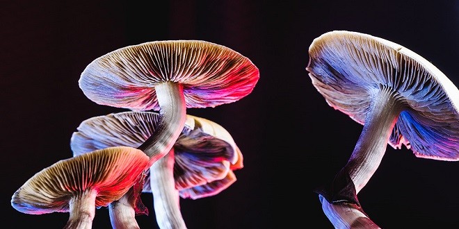 Get the Best Quality Magic Mushrooms Delivered to Your Doorstep