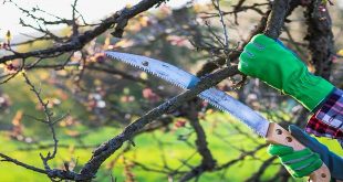 Mastering the Canopy: The Art and Safety of Austin Tree Removal Services